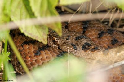Vipère aspic, Vipera aspis aspis