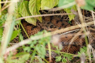 Vipère aspic, Vipera aspis aspis
