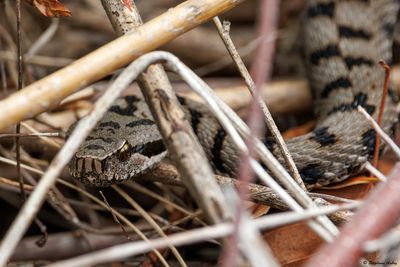 Vipère aspic, Vipera aspis aspis