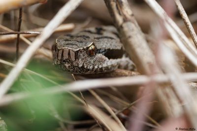 Vipère aspic, Vipera aspis aspis
