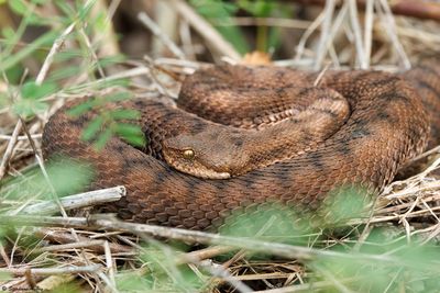 Vipère aspic, Vipera aspis aspis