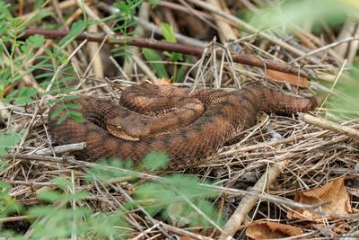 Vipera aspis, 04.08.25
