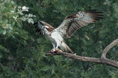 Balbuzard pêcheur, Pandion haliaetus