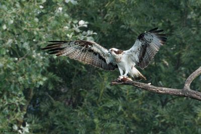 Osprey / Balbuzard pcheur, Pandion haliaetus, F12, Hagneck, BE, 2025