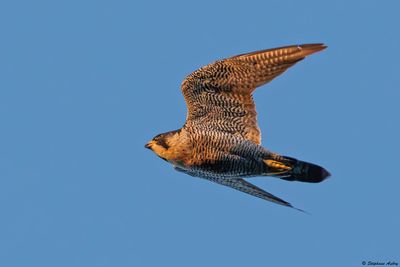 Faucon plerin, Falco peregrinus