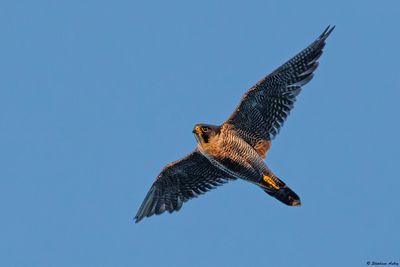 Peregrine Falcon / Faucon plerin