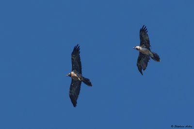 Gypate barbu, Gypaetus barbatus