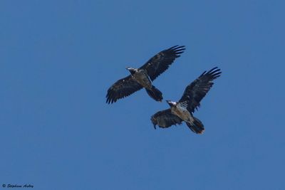 Bearded Vulture / Gypaète barbu, Gypaetus barbatus, Berne/Fribourg, CH, 2025