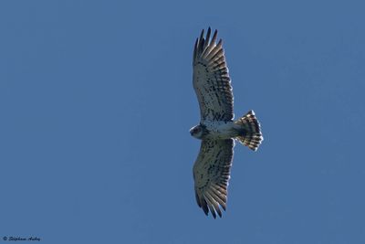 Short-toed Snake Eagle / Circate Jean-le-Blanc, Circaetus gallicus, Suisse, 2025