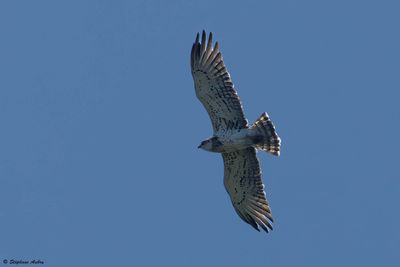 Circate Jean-le-Blanc, Circaetus gallicus