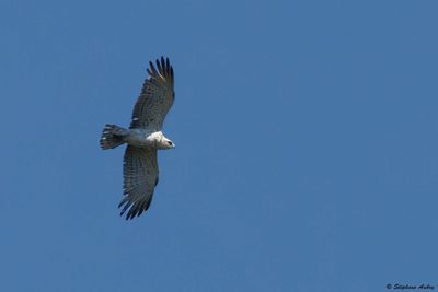 Circate Jean-le-Blanc, Circaetus gallicus
