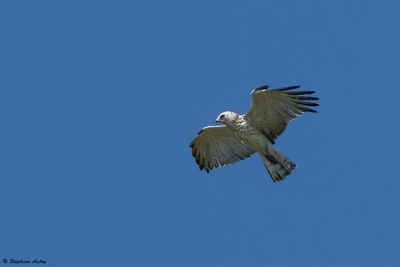 Circate Jean-le-Blanc, Circaetus gallicus