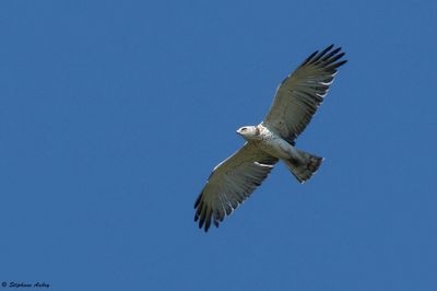 Short-toed Snake Eagle / Circaète Jean-le-Blanc, Circaetus gallicus, Suisse, 2025