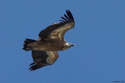 Griffon Vulture / Vautour fauve, Gyps fulvus, Suisse / 2025