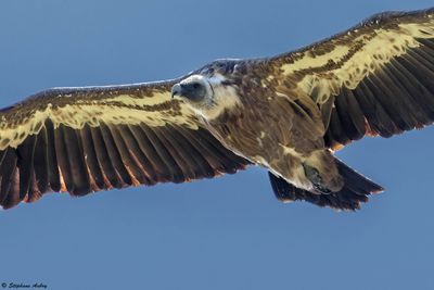 Griffon Vulture / Vautour fauve, Gyps fulvus, Suisse / 2025