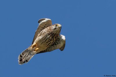 Faucon crcerelle, Falco tinnunculus