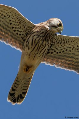 Faucon crcerelle, Falco tinnunculus
