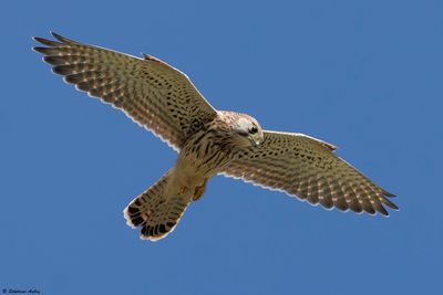 Kestrel / Faucon crécerelle