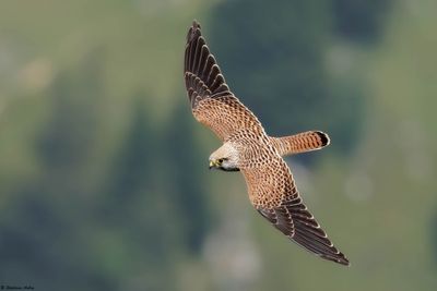 Kestrel / Faucon crcerelle