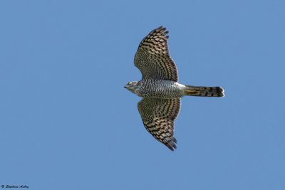 Eurasian Sparrowhawk / Epervier d'Europe