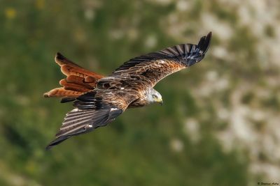 Red Kite / Milan royal
