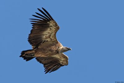 Vautour fauve, Gyps fulvus