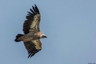 Vautour fauve, Gyps fulvus