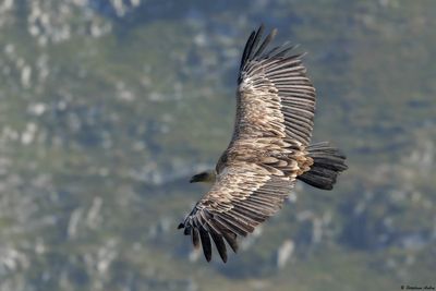Vautour fauve, Gyps fulvus