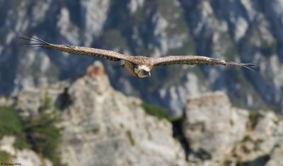 Vautour fauve, Gyps fulvus
