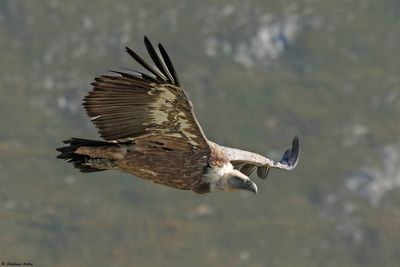 Vautour fauve, Gyps fulvus