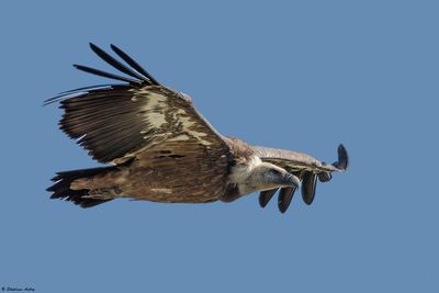 Vautour fauve, Gyps fulvus