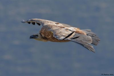 Vautour fauve, Gyps fulvus