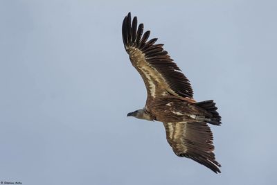 Vautour fauve, Gyps fulvus