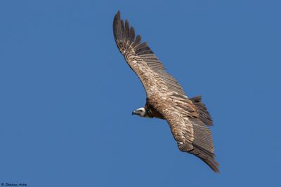 Vautour fauve, Gyps fulvus