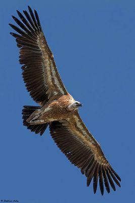Vautour fauve, Gyps fulvus