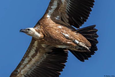 Vautour fauve, Gyps fulvus