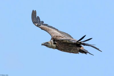 Vautour fauve, Gyps fulvus