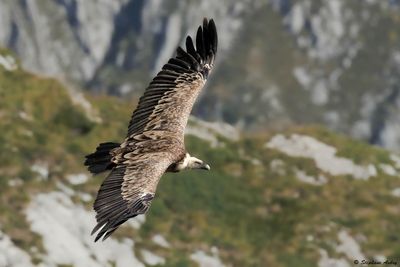 Griffon Vulture / Vautour fauve, Gyps fulvus, Suisse / 2025