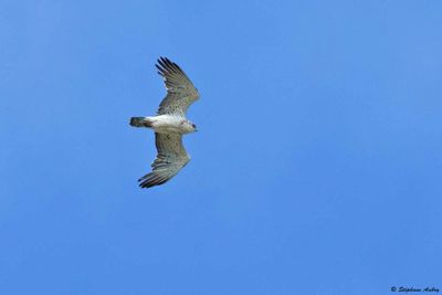 Short-toed Snake Eagle / Circate Jean-le-Blanc, Circaetus gallicus, Suisse, 2025