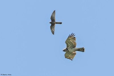 Circate Jean-le-Blanc, Circaetus gallicus