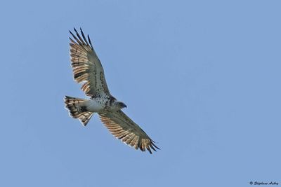 Circate Jean-le-Blanc, Circaetus gallicus