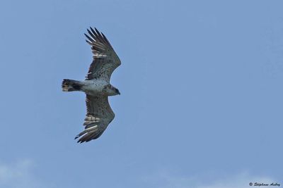 Circate Jean-le-Blanc, Circaetus gallicus