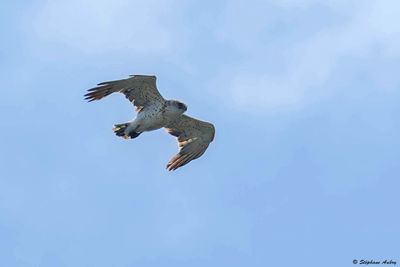 Circate Jean-le-Blanc, Circaetus gallicus