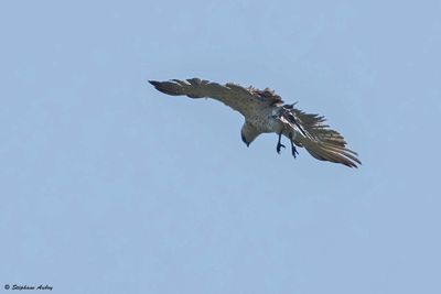 Circate Jean-le-Blanc, Circaetus gallicus