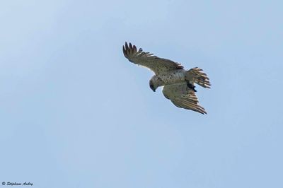 Circate Jean-le-Blanc, Circaetus gallicus