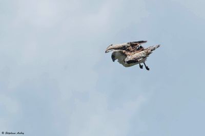 Circate Jean-le-Blanc, Circaetus gallicus
