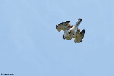 Circate Jean-le-Blanc, Circaetus gallicus