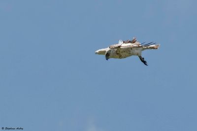Circate Jean-le-Blanc, Circaetus gallicus