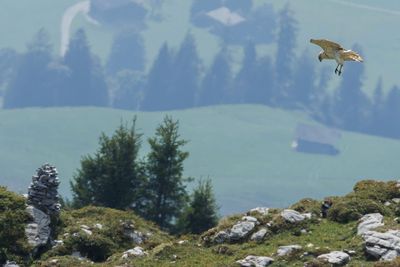 Circate Jean-le-Blanc, Circaetus gallicus