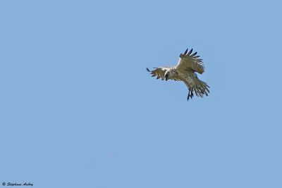 Circate Jean-le-Blanc, Circaetus gallicus